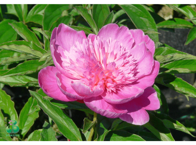 Paeonia lactiflora   'Bouquet Perfect'